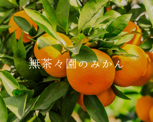 無茶々園のみかん